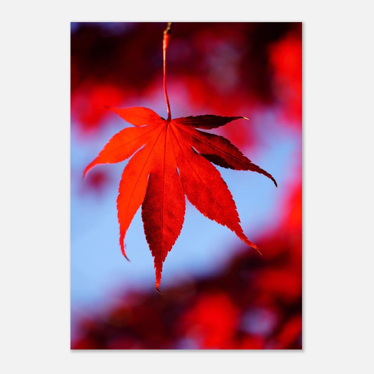 Poster - Crimson Maple